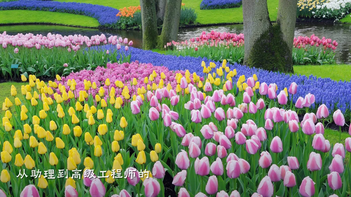 从助理到高级工程师的